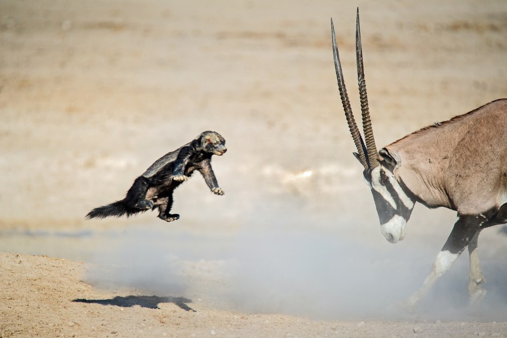 bitcoin honey badger attacking large oryx with horns in desert setting 