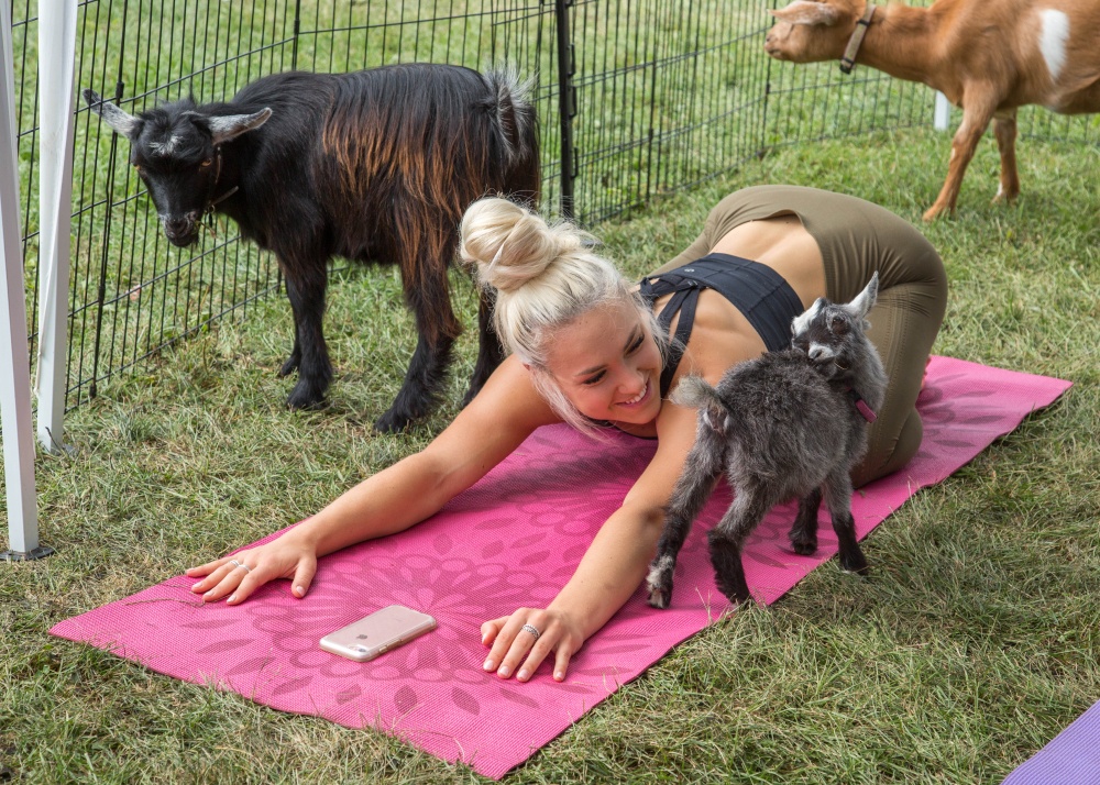 Young blond woman smiling and doing yoga on a pink yoga mat on a farm with baby goats nearby. Goad yoga is a fad. Is bitcoin a fad? 