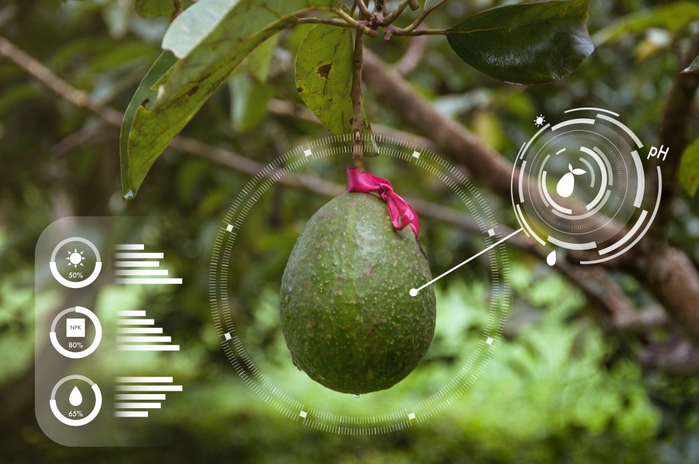 ripe avocado on tree market with red ribbon with digital augmented reality enhancement to display moisture, sunshine, pH, and other stats about the avocado 