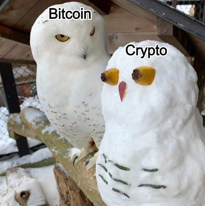 real owl giving a dirty look to a fake imposter owl made of snow. bitcoin vs crypto meme. 