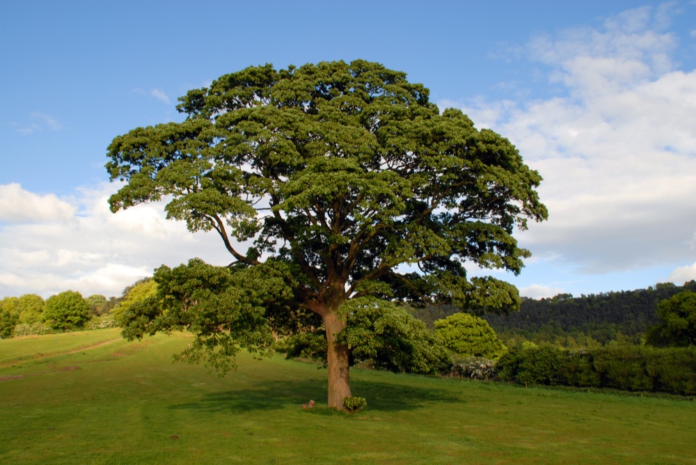 large oak tree in the center of a cleared field 