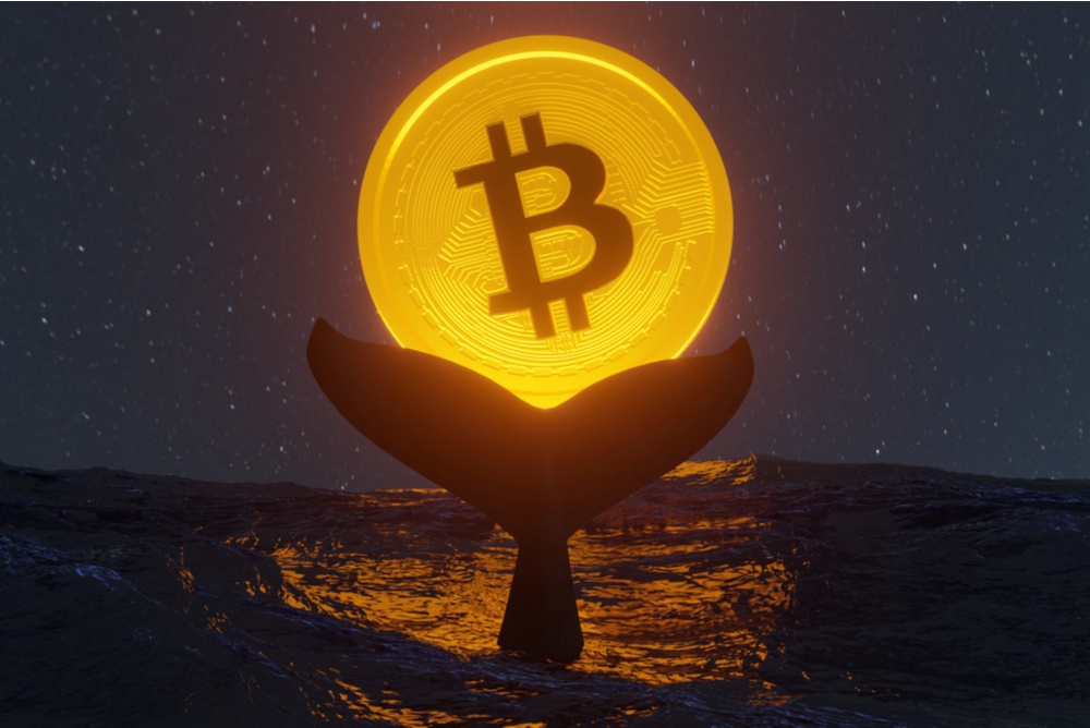 whale disappearing under the water with bitcoin moon lighting up sky and reflection on the water. bitcoin whales manipulating the price. 