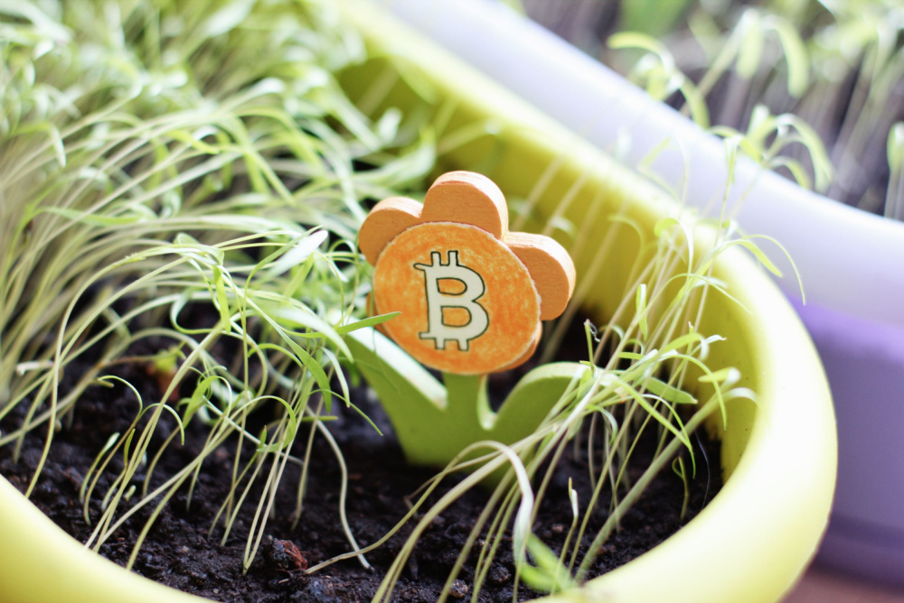 orange wooden flower with bitcoin sticker, children 's art planted in seedling pot